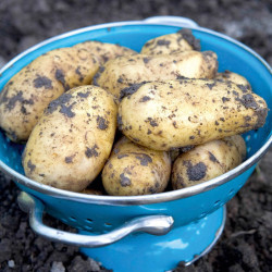 Seed Potatoes Charlotte 1kg (second Crop)