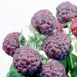 Raspberry Plant Glen Coe