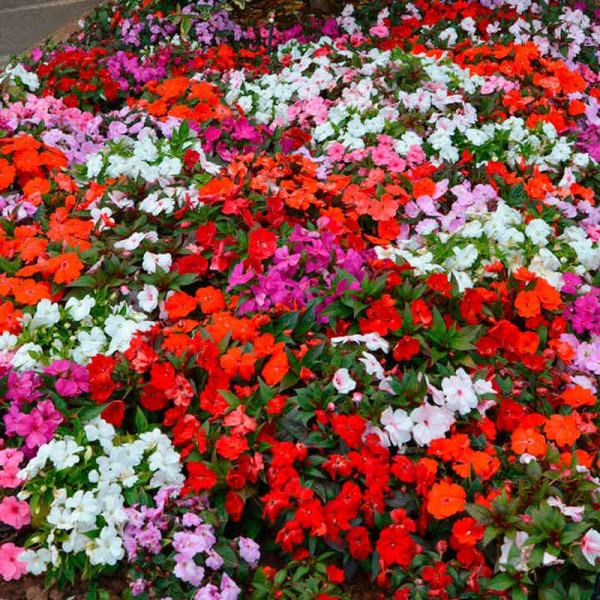 Buy Impatiens Plants New Guinea Florific Online - Green plants & flowering plants Buy Impatiens Plants New Guinea Florific Online - Green plants & flowering plants