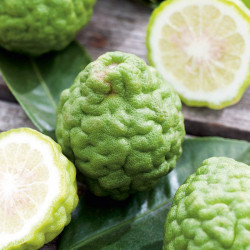 Citrus Plant Kaffir Lime