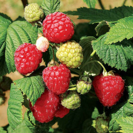 Raspberry Bare Root Plants All Season Collection
