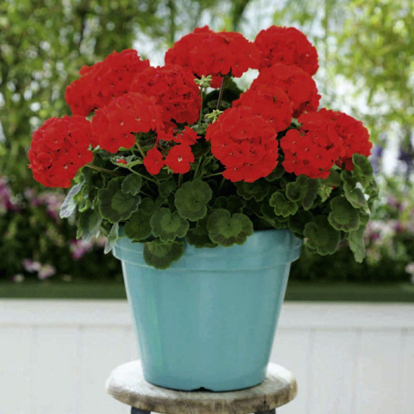 Buy Geranium Plants Cabaret Red Online - Green plants & flowering plants Buy Geranium Plants Cabaret Red Online - Green plants & flowering plants