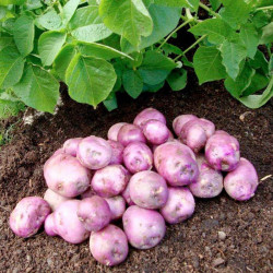 Seed Potatoes Arran Victory