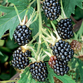 Blackberry Plant Oregon Thornless