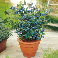 Blueberry Collection with Wild Blueberry Jam