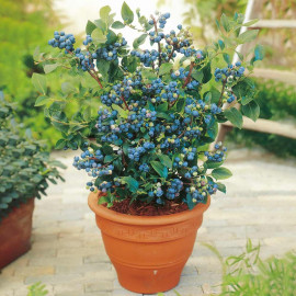 Blueberry Collection with Wild Blueberry Jam