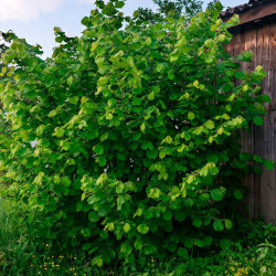 Truffle Tree Hazel Kentish Cob
