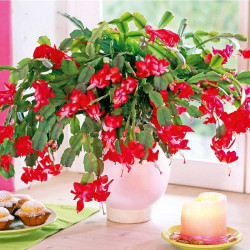 Christmas Cactus Red