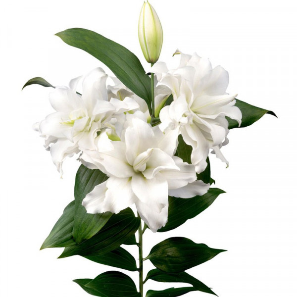 Buy Roselily® Bulbs Carolina Online - Green plants & flowering plants Buy Roselily® Bulbs Carolina Online - Green plants & flowering plants