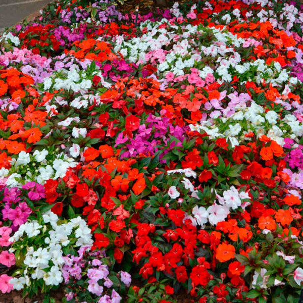 Buy Impatiens Plants New Guinea Florific Online - Green plants & flowering plants