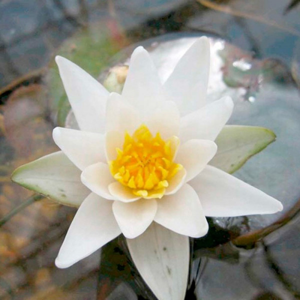 Buy Nymphaea Plant Pygmaea alba Online - Green plants & flowering plants