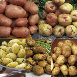 Seed Potatoes Dobies Must Have Collection