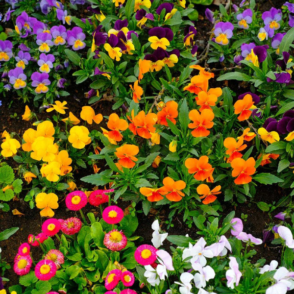 Buy Winter/Spring Bedding Plants Our Selection Extra Value Plugs Online - Green plants & flowering plants