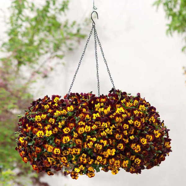 Buy Pansy Plants Cool Wave Fire Online - Green plants & flowering plants