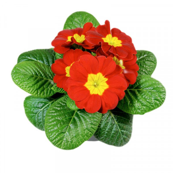 Buy Primula Plants Christmas Mix Online - Green plants & flowering plants