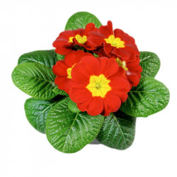Primula Plants Christmas Mix