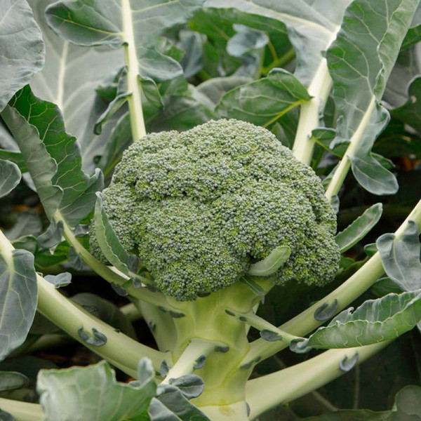 Buy Broccoli Plants F1 Monclano Online - Green plants & flowering plants