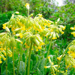 Primula Veris Plants