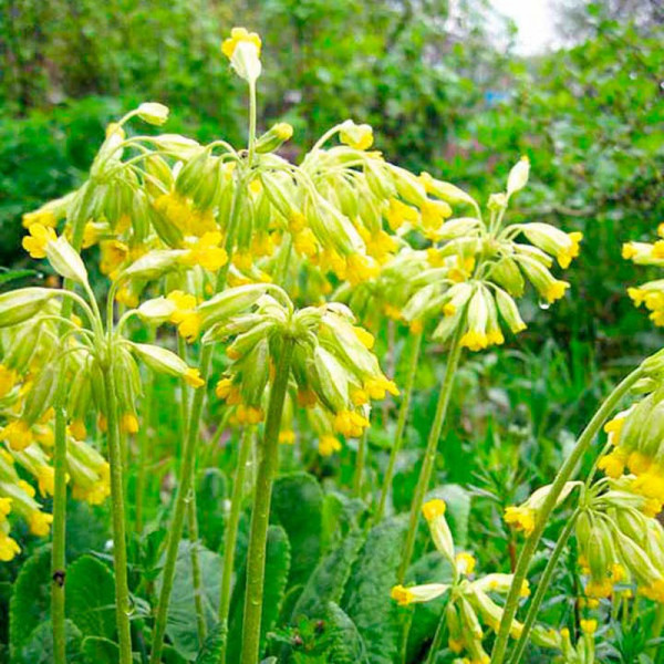 Buy Primula veris Plants Online - Green plants & flowering plants