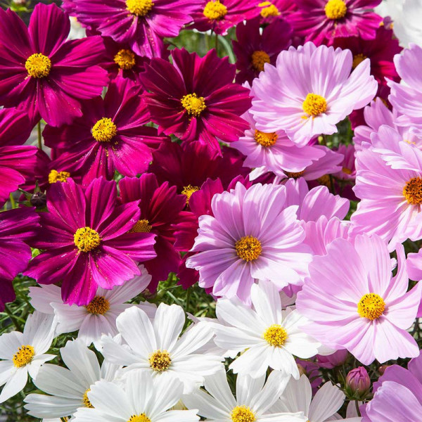 Buy Cosmos Plants Apollo Mix Online - Green plants & flowering plants
