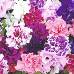 Petunia Plants F1 Duo Double Mix
