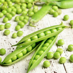 Pea Plants Champion of England