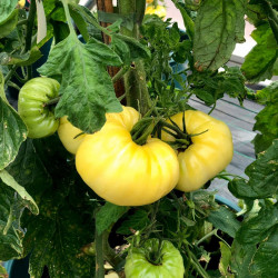 Tomato Plants Sutton