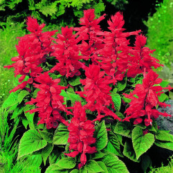 Salvia Plants Firecracker