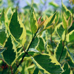 Cornus Alba Plant Cream Cracker