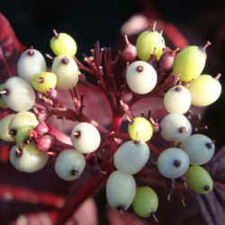 Cornus Alba Plant Siberian Pearls