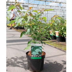 Cornus Alternifolia Plant