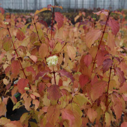 Cornus Sanguinea Plant Winter Beauty