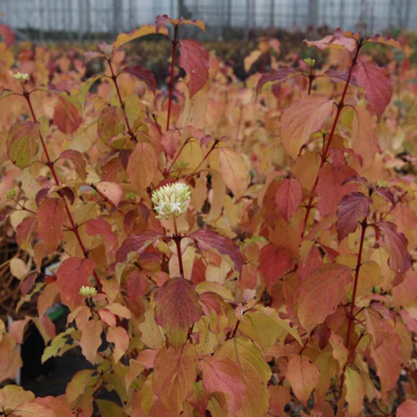 Buy Cornus sanguinea Plant Winter Beauty Online - Green plants & flowering plants