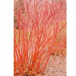 Cornus Sericea Plant Baileyi
