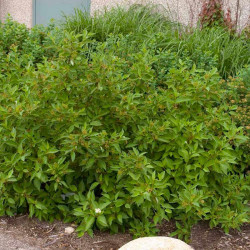 Cornus Sericea Plant Firedance First Editions