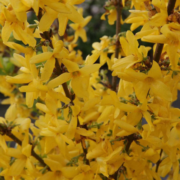Buy Forsythia int. Plant Week End Online - Green plants & flowering plants Buy Forsythia int. Plant Week End Online - Green plants & flowering plants