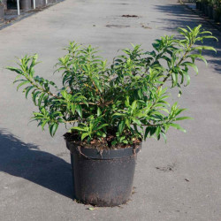 Forsythia Plant Maree Dor