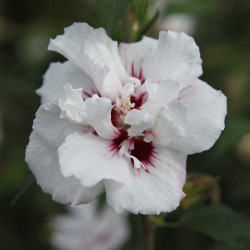 Hibiscus Syriacus Plant Lady Stanley