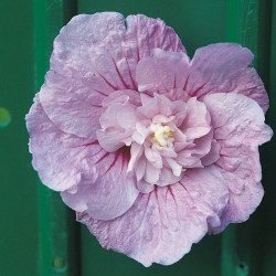 Hibiscus Syr. Plant Lavender Chiffon Noble