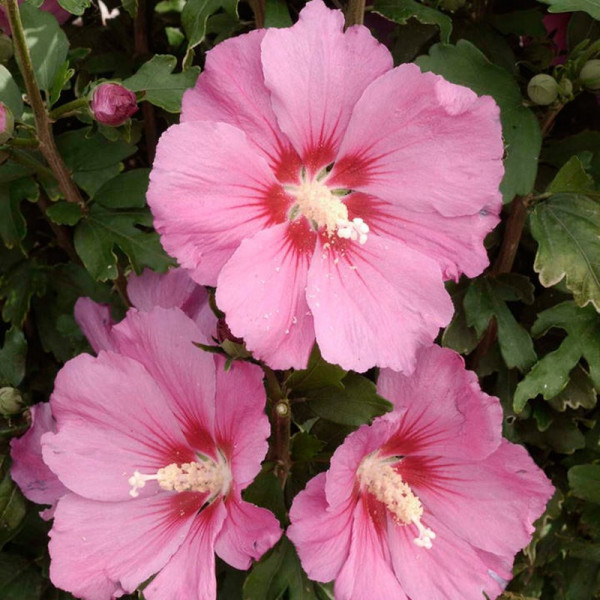 Buy Hibiscus syriacus Plant Pink Giant Online - Green plants & flowering plants