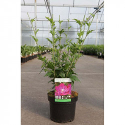 Hibiscus Syriacus Plant Purple Ruffles