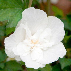 Hibiscus Syriacus Plant White Chiffon Noble