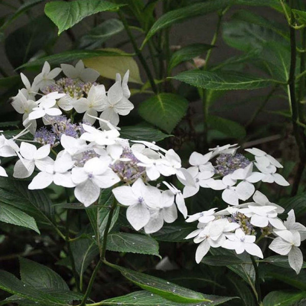 Buy Hydrangea macrophylla Plant Lanarth White Online - Green plants & flowering plants