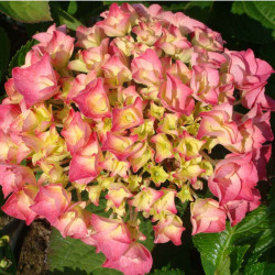 Hydrangea M. Plant Rosita