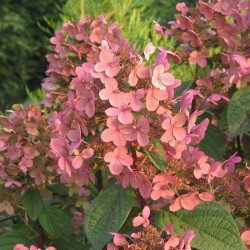 Hydrangea Paniculata Plant Early Sensation