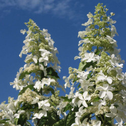 Hydrangea Paniculata Plant Levana Noble
