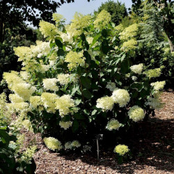 Hydrangea Paniculata Plant Phantom