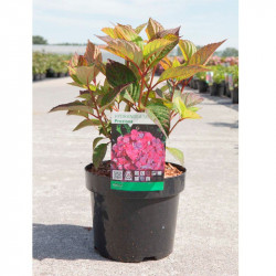 Hydrangea Serrata Plant Preziosa