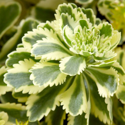 Sedum Plants Atlantis