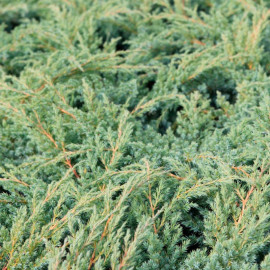 Juniperus Squamata Plant Blue Swede